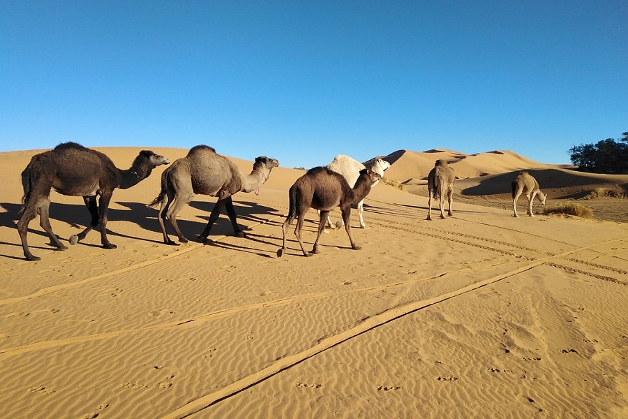 5 días desde Fez a Marrakech vía desierto